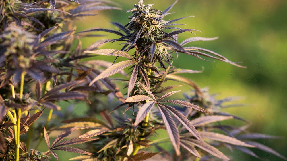 Účinky a přínosy THC-JD