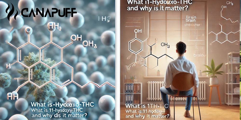 Canapuff banner showing molecular structure of 11-Hydroxy-THC with cannabis flower and illustrated scene of person viewing
