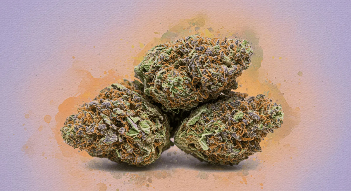 Alles over Gelato: Een diepgaande gids voor de legendarische Cannabis Strain