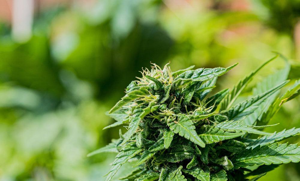 THC Pochoutky: Výhody, Bezpečnost a Nejlepší Herní Strainy-Canapuff