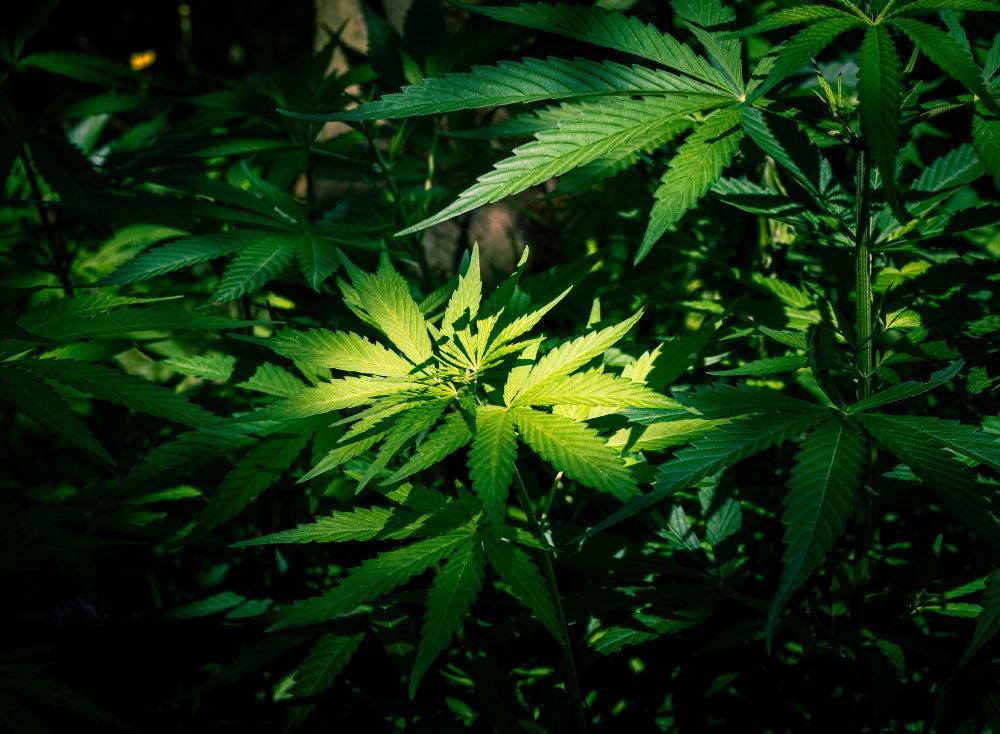Cannabis Tohumu Çimlenmesi İçin Optimum Nem-Canapuff