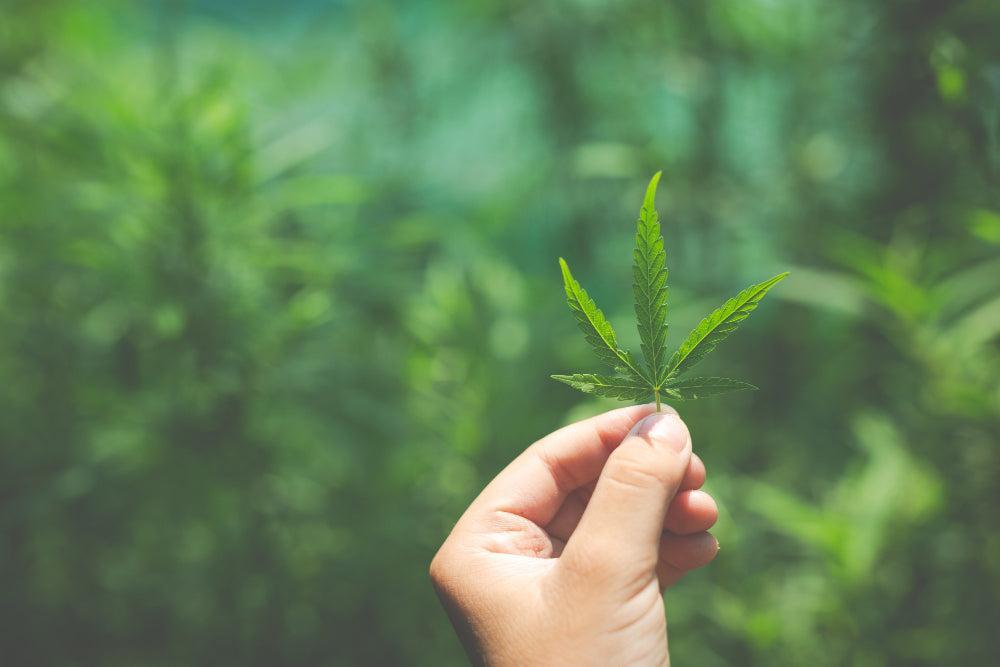 Cannabisblad