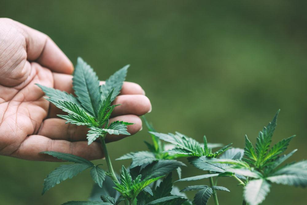 Condições Ideais para Sementes de Cannabis: Uma Visão Geral-Canapuff