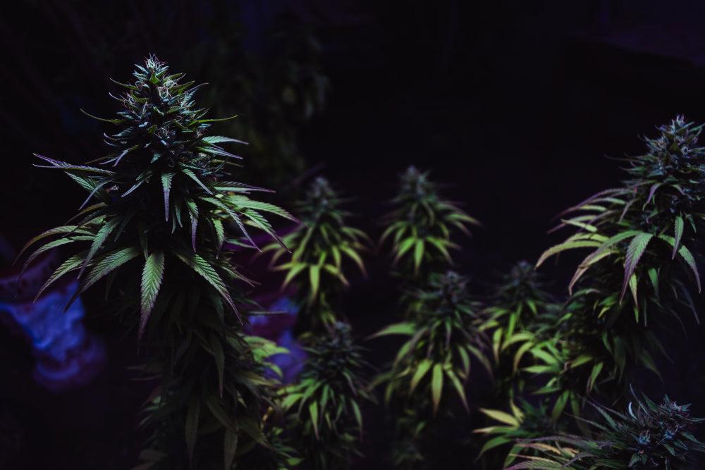 Cannabis Tohumlarını Ekme ve Saklama İçin En İyi İpuçları-Canapuff