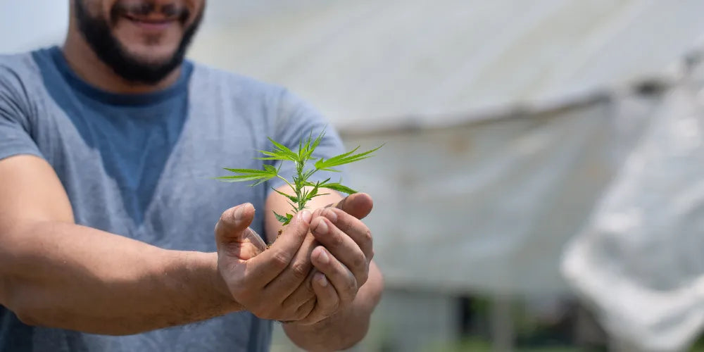 semínka autoflower