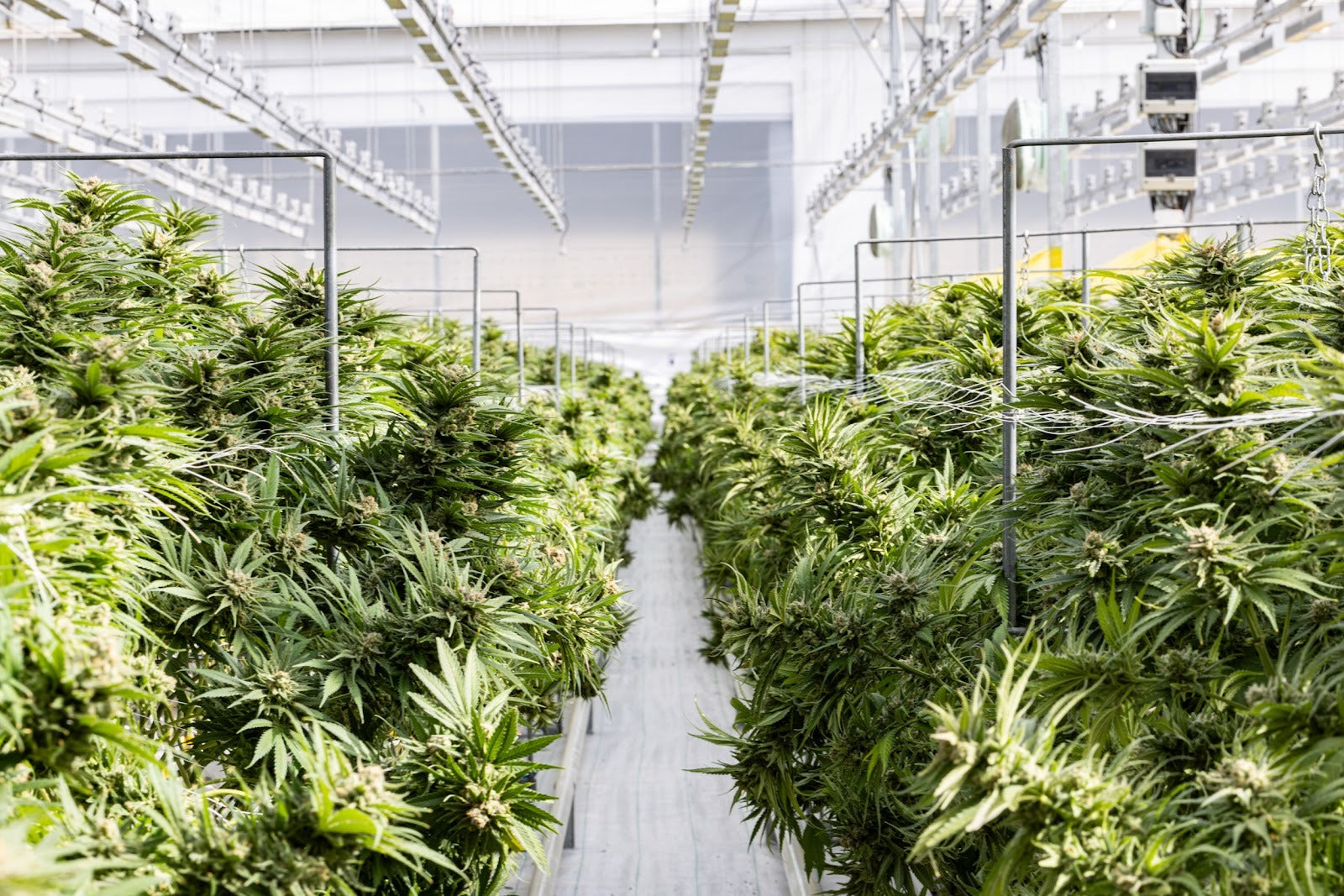 Indoor cultivation facility with rows of flowering cannabis plants under industrial grow lights and climate control systems
