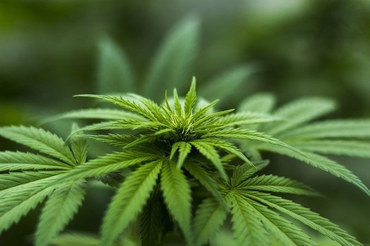 Close-up of green cannabis plant leaves with detailed serrated edges and natural foliage