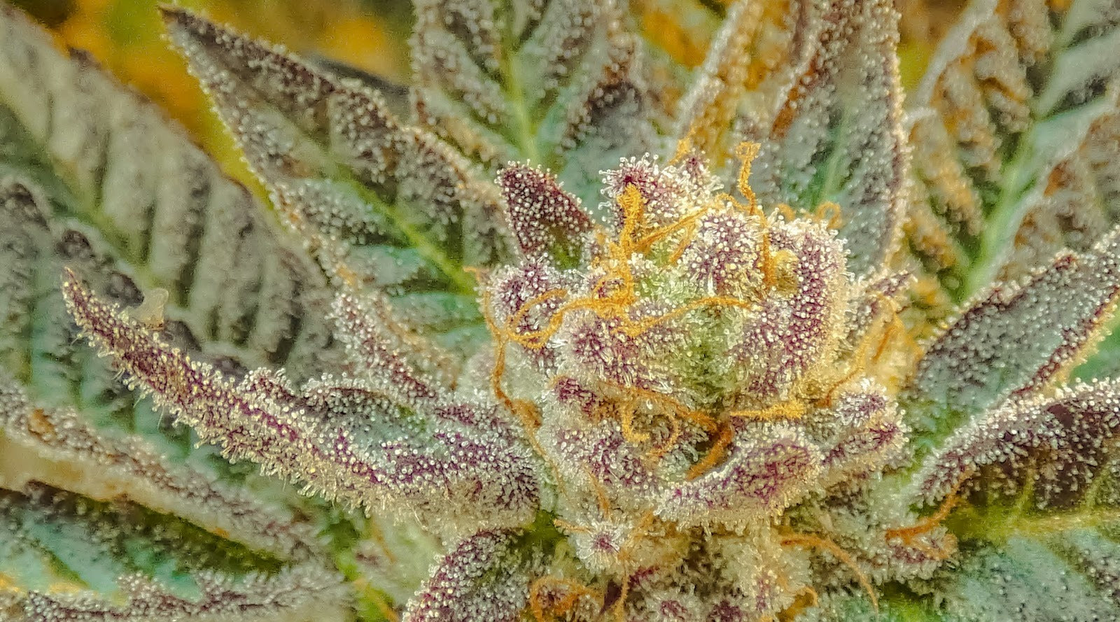 Close-up of cannabis flower buds with crystalline trichomes in shades of green, purple and gold