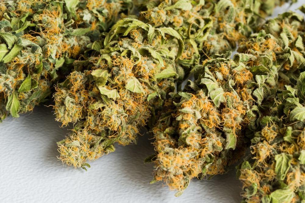 Je Zaden Leven: Zorg voor Cannabis Zaden-Canapuff