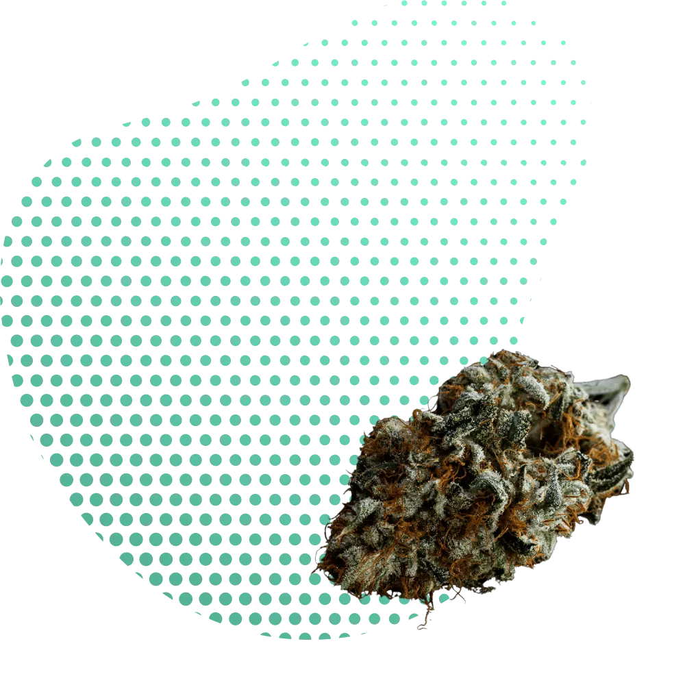 Fleurs 10-OH-THC-Canapuff