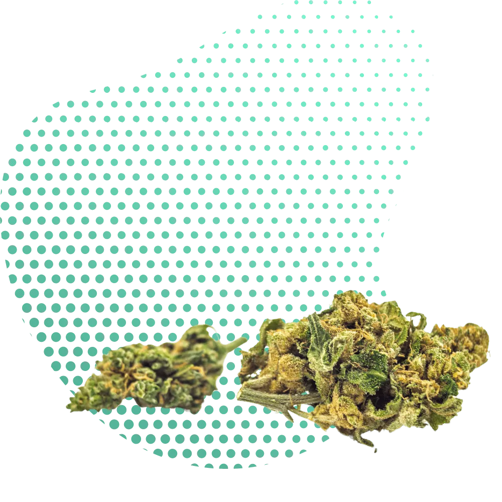 Fleurs HHC-A-Canapuff