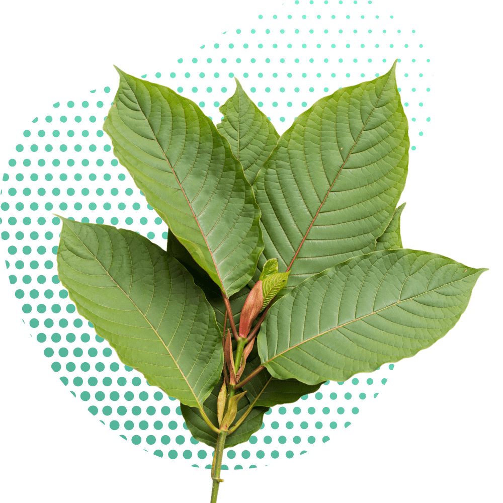 Οφέλη του Kratom φυσικά