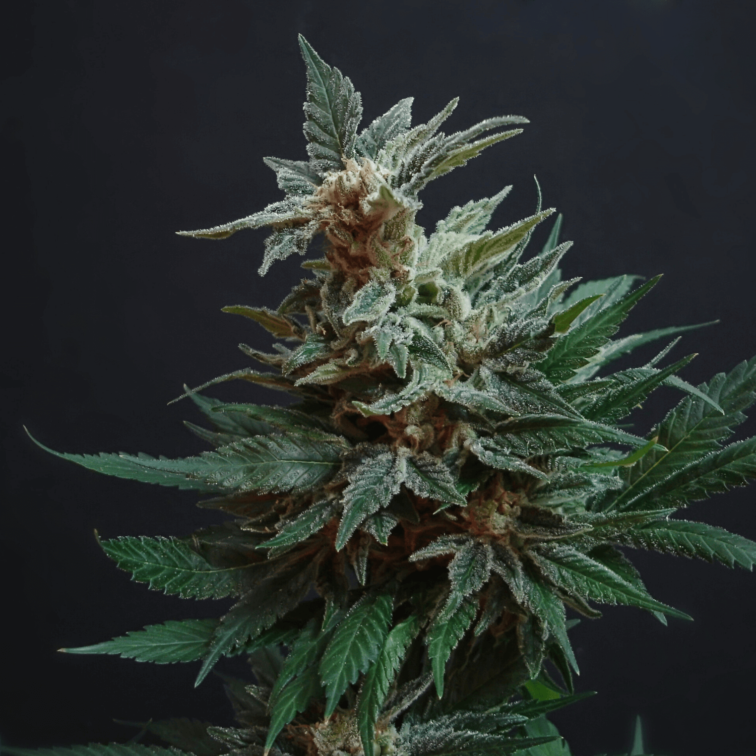 Beneficios de CBG9