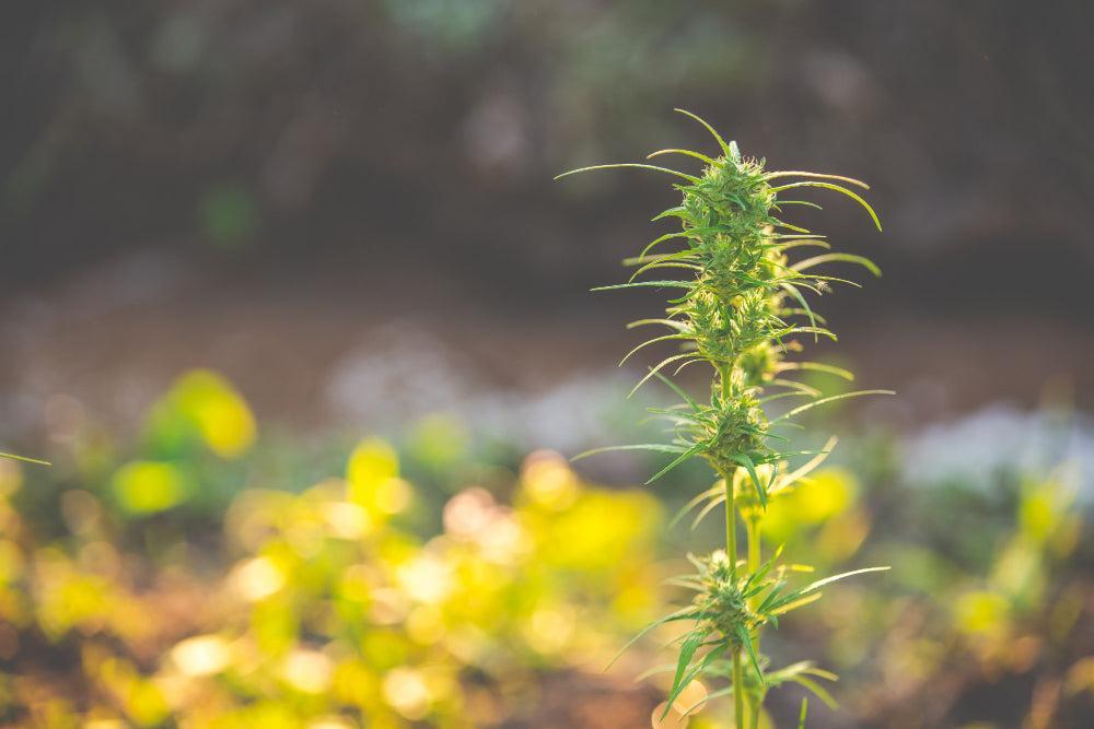 Rostlina Cannabis