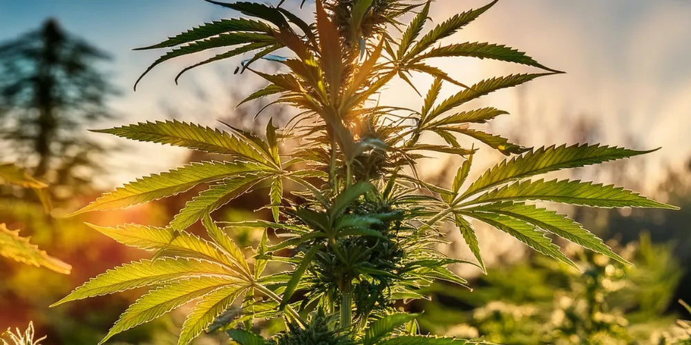 Savladaj uzgoj autoflowering cannabis sorti na otvorenom – Canapuff