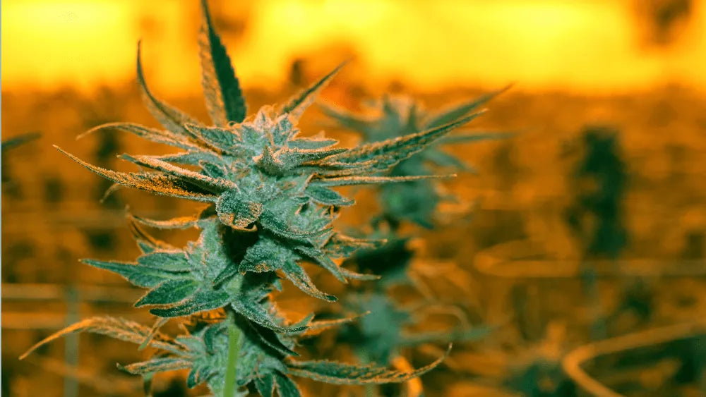 Fedezd fel az Alien Runtz Strain-t: Egyedi íz és hatások