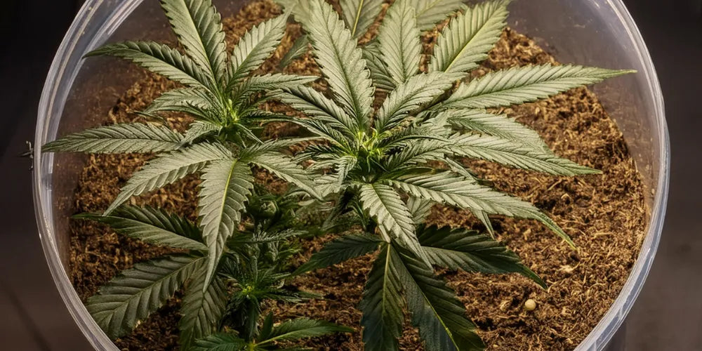 Massimizza le rese di Cannabis: Guida ai semi da serra-Canapuff