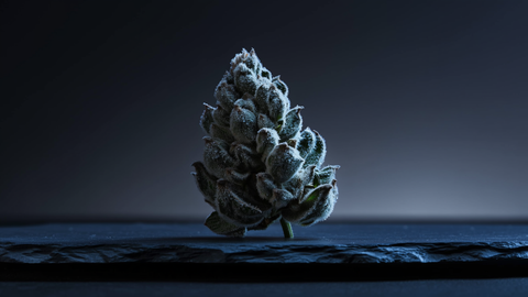 Static hash : le dry sift propre obtenu par électricité statique