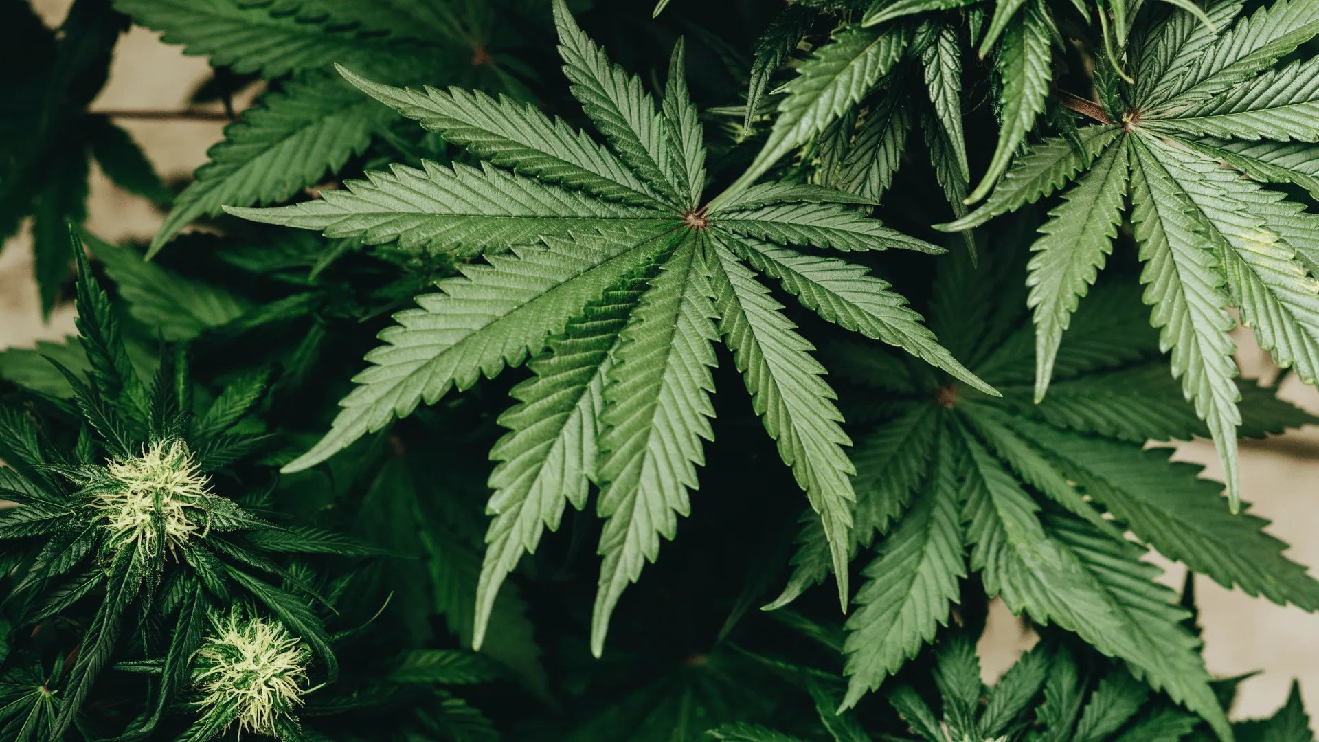 Różnica między THCp, HHC, CBD Canapuff
