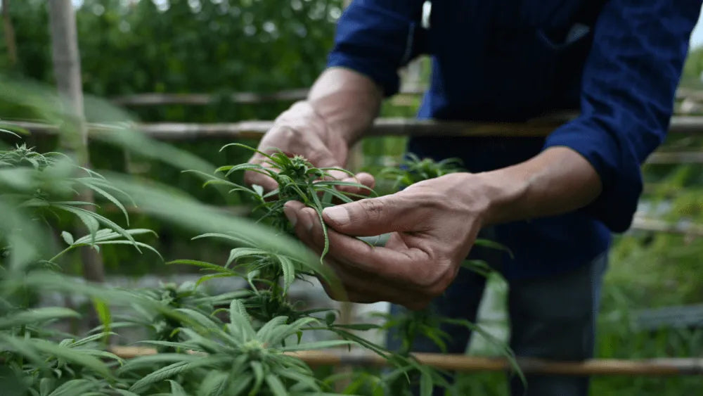 Boost Cannabis Şekerleme ile Hasadın