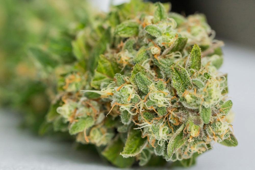 Storing Cannabis Seeds: Benefits, Risks, and Best Practices-Canapuff