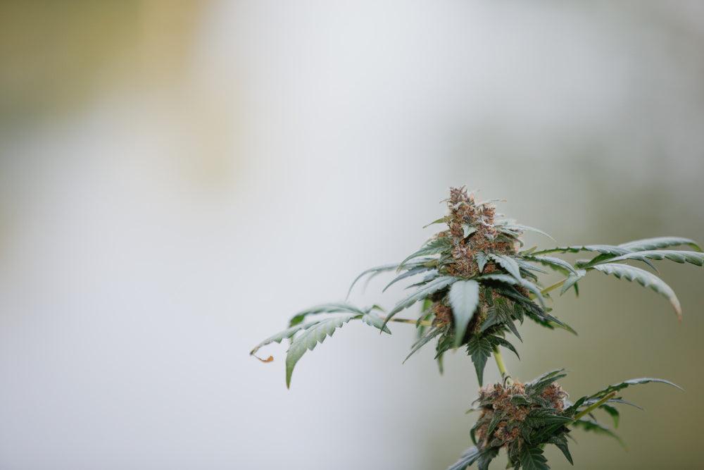 Rostlina Cannabis