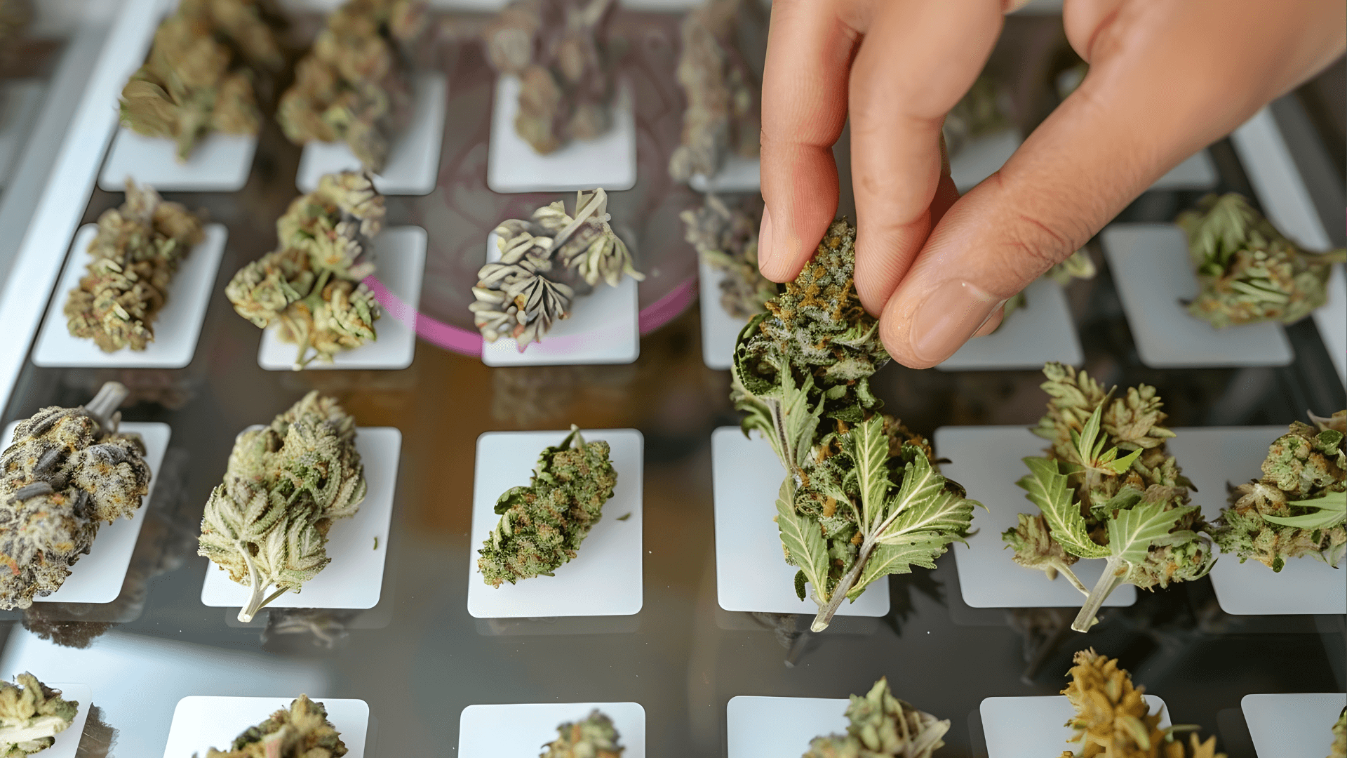 Køb Cannabis i Hamburg