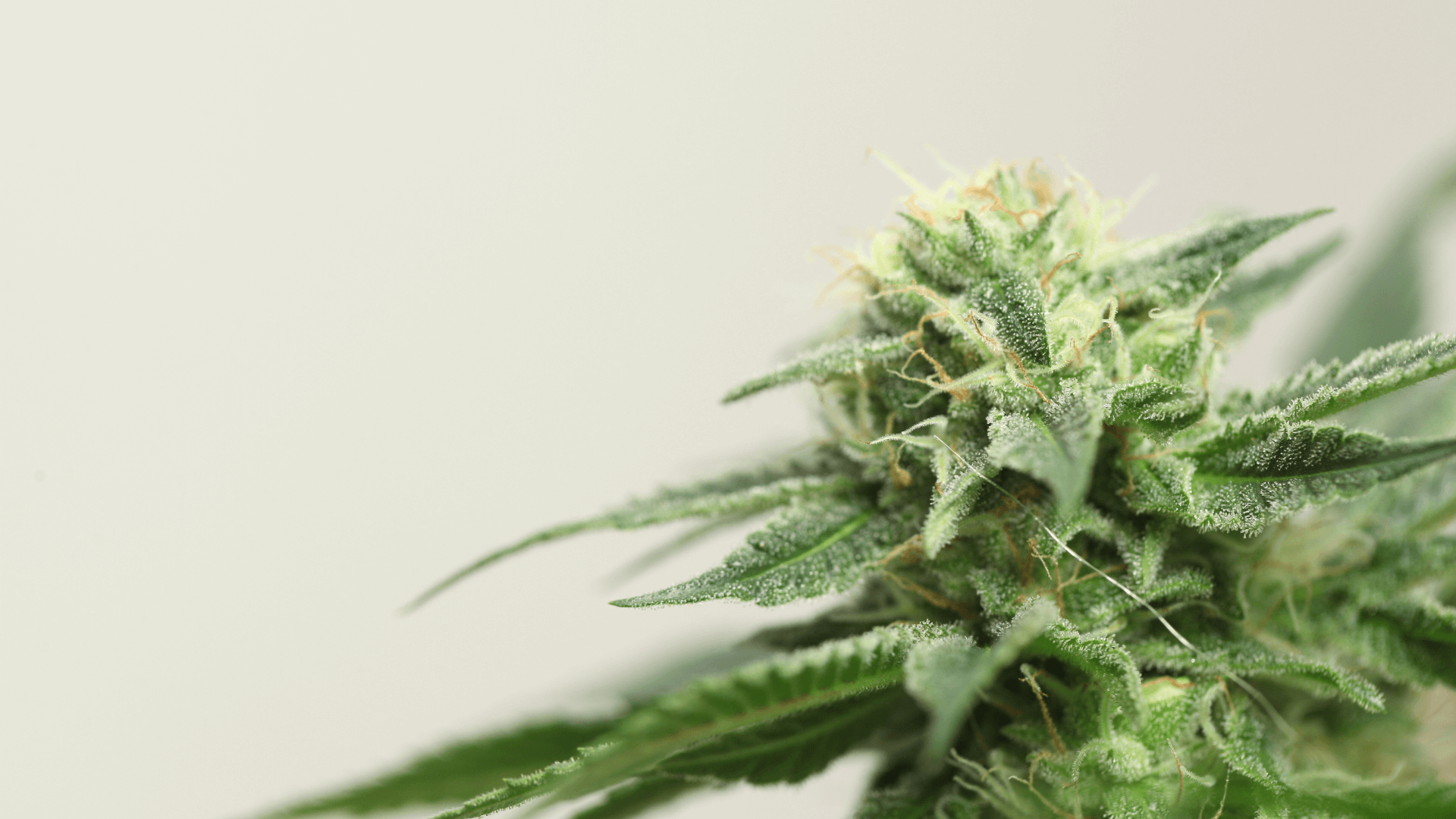 contacteer ons Canapuff Cannabis